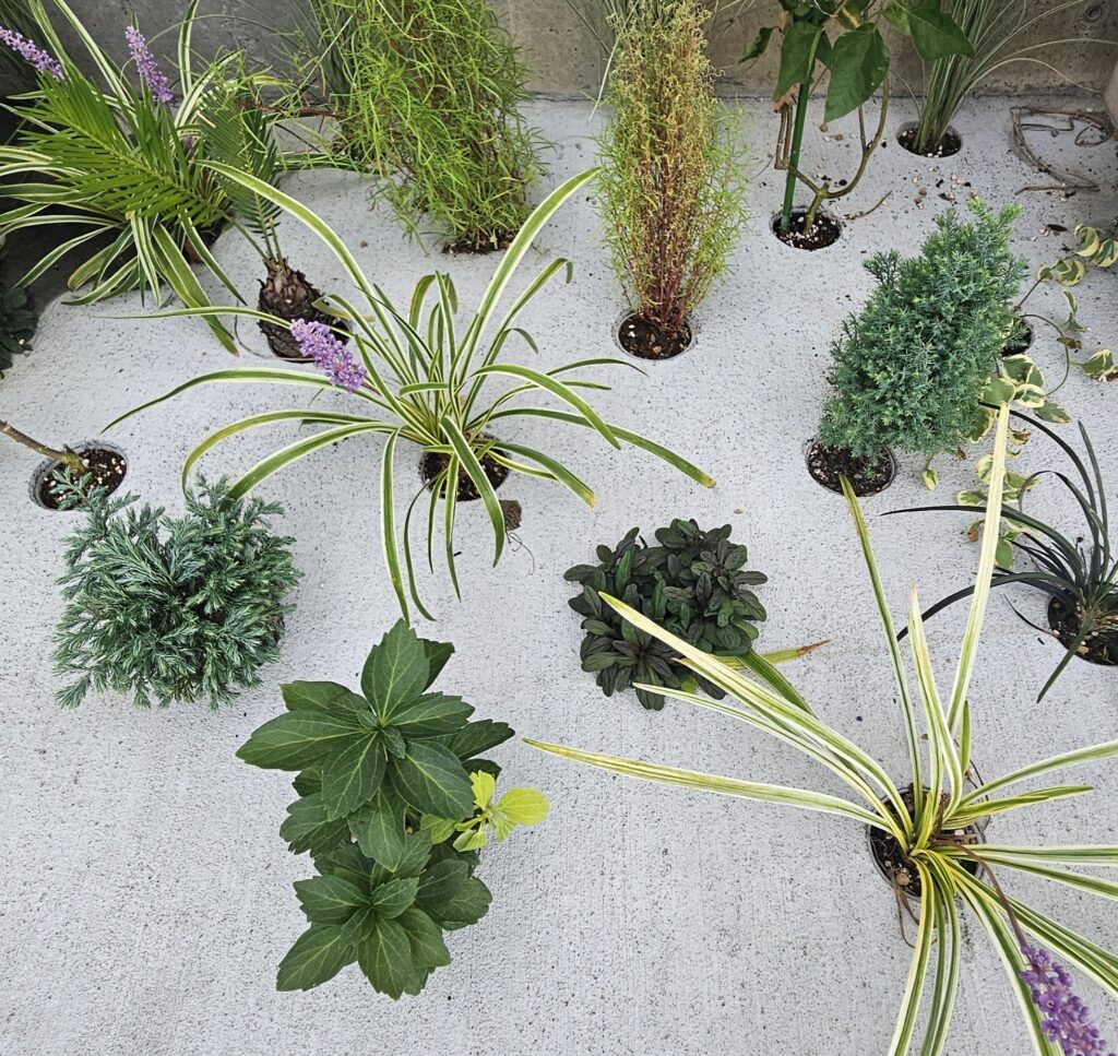 Dotcon × グリーンでおしゃれな空間づくり!🌿🌸