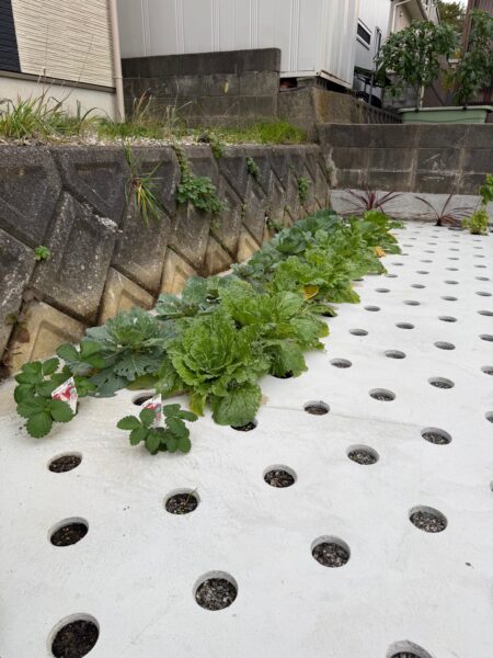 画像:石川県|駐車場&ドットコンガーデン